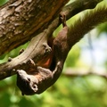Squirrel upside down on branch, Singapore